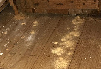  zaagsel-houtworm-aantasting